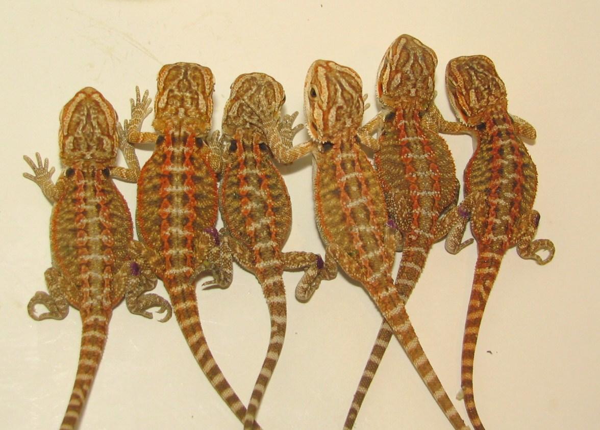 hatched 8-30-08