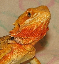 R BEARDED DRAGONS LAIR