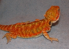 R BEARDED DRAGONS LAIR