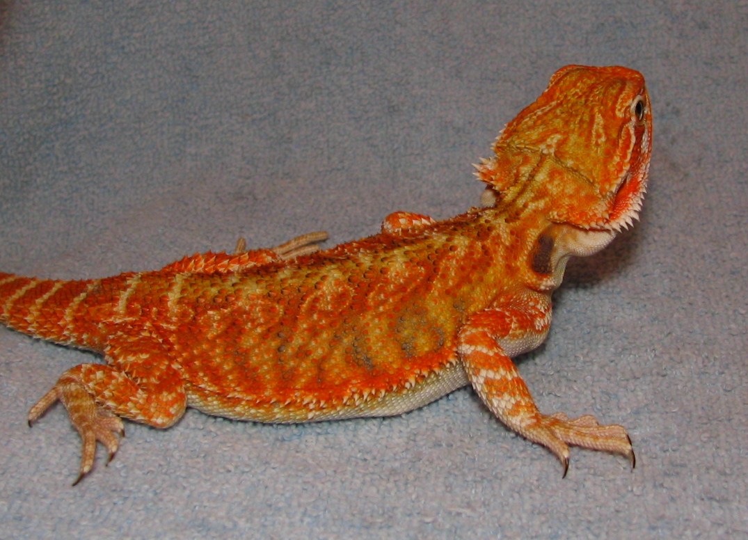 R BEARDED DRAGONS LAIR