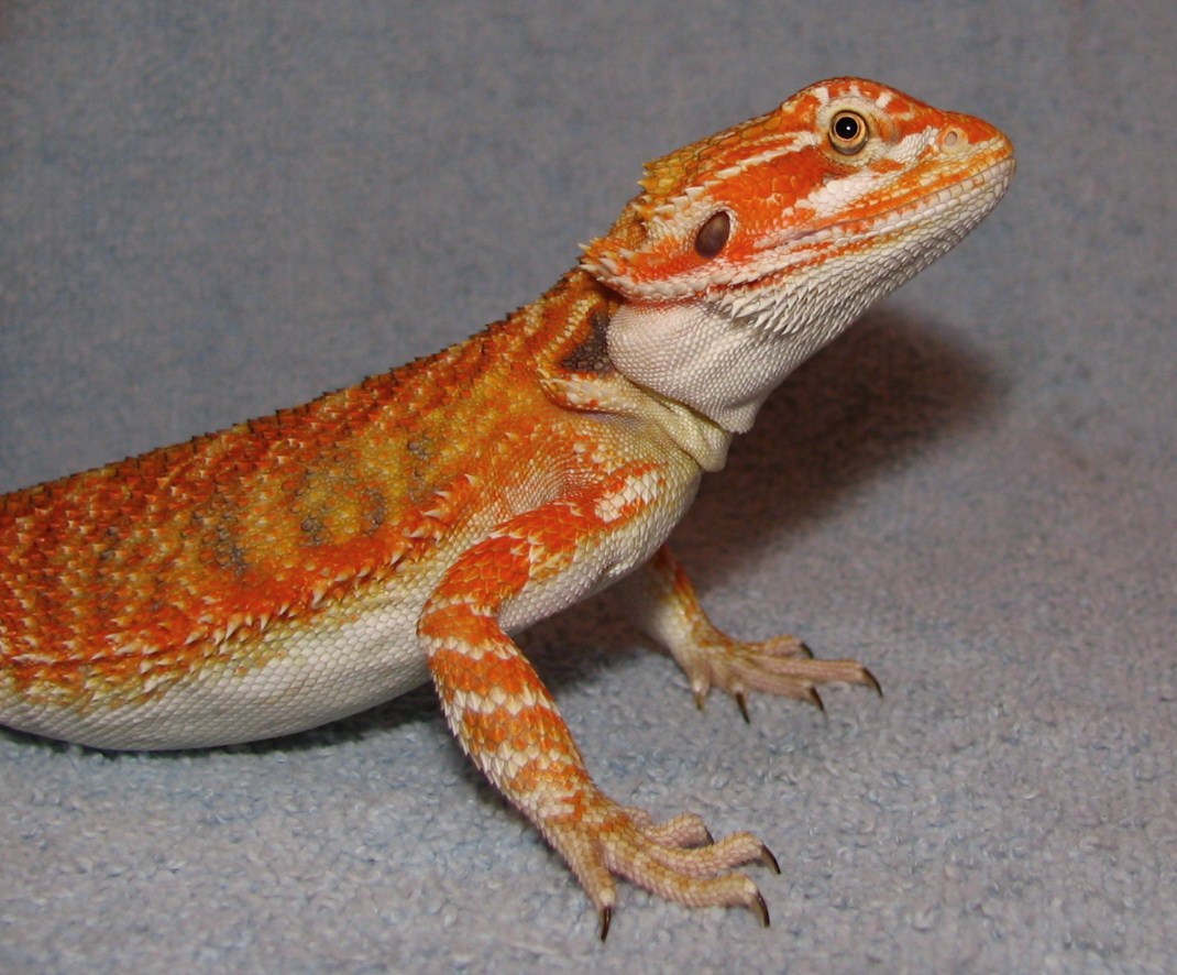 R BEARDED DRAGONS LAIR