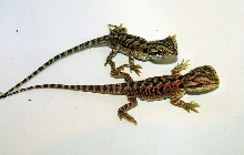 R BEARDED DRAGONS LAIR