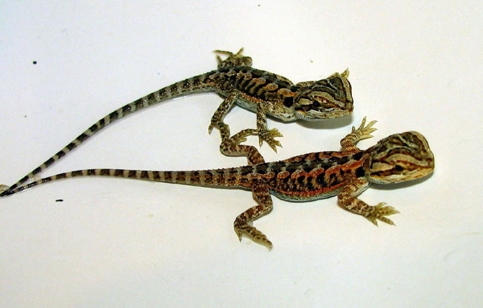 R BEARDED DRAGONS LAIR