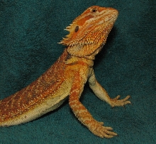 R BEARDED DRAGONS LAIR