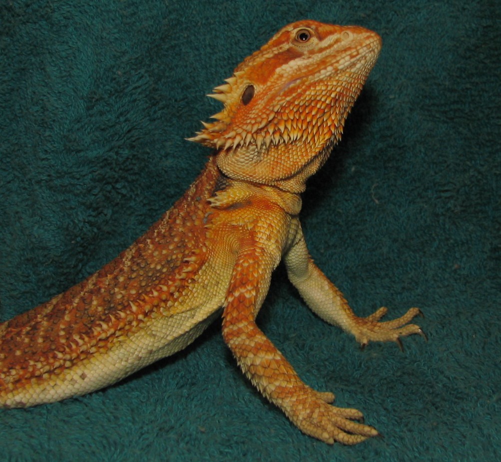R BEARDED DRAGONS LAIR