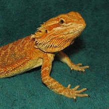 R BEARDED DRAGONS LAIR