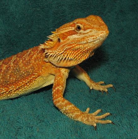 R BEARDED DRAGONS LAIR