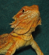 R BEARDED DRAGONS LAIR