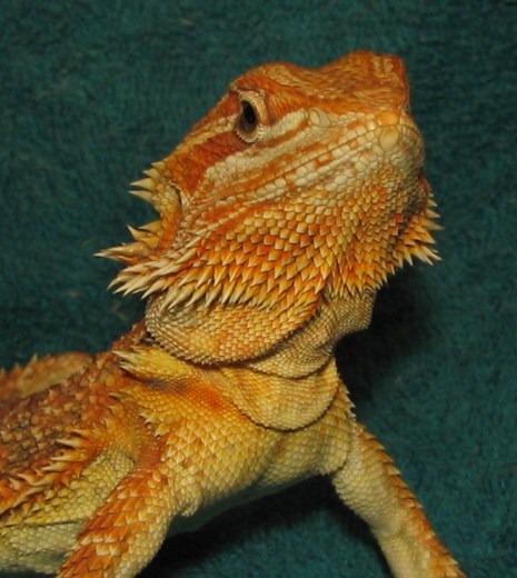 R BEARDED DRAGONS LAIR