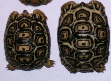 leopard tortoises