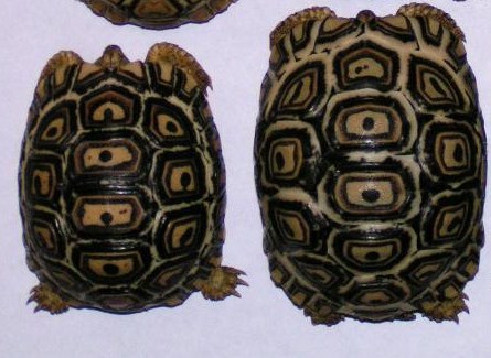 leopard tortoises