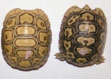 New Baby Leopard Tortoises