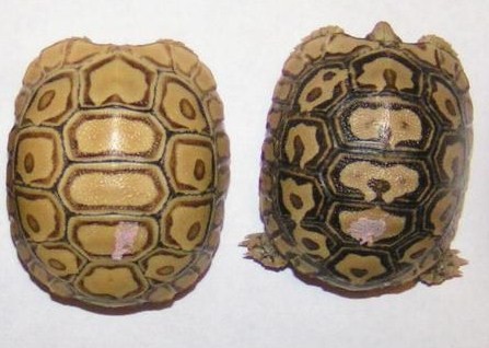 New Baby Leopard Tortoises