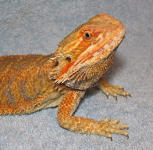 R BEARDED DRAGONS LAIR    AKAIRO