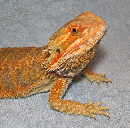R BEARDED DRAGONS LAIR    AKAIRO