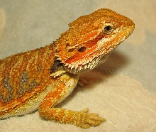 R BEARDED DRAGONS LAIR NEPHI