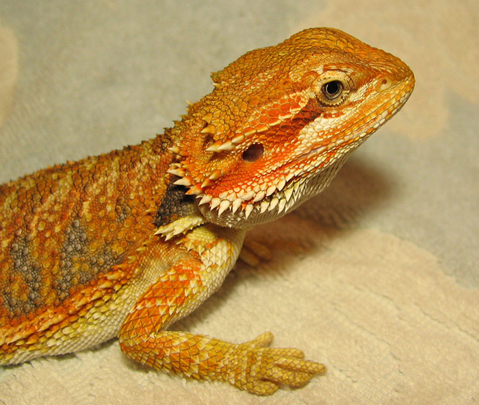 R BEARDED DRAGONS LAIR NEPHI