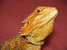 R BEARDED DRAGONS LAIR SMAUG