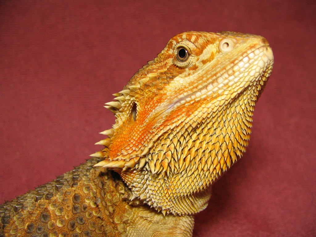 R BEARDED DRAGONS LAIR SMAUG