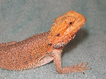 R BEARDED DRAGONS LAIR AKEMI