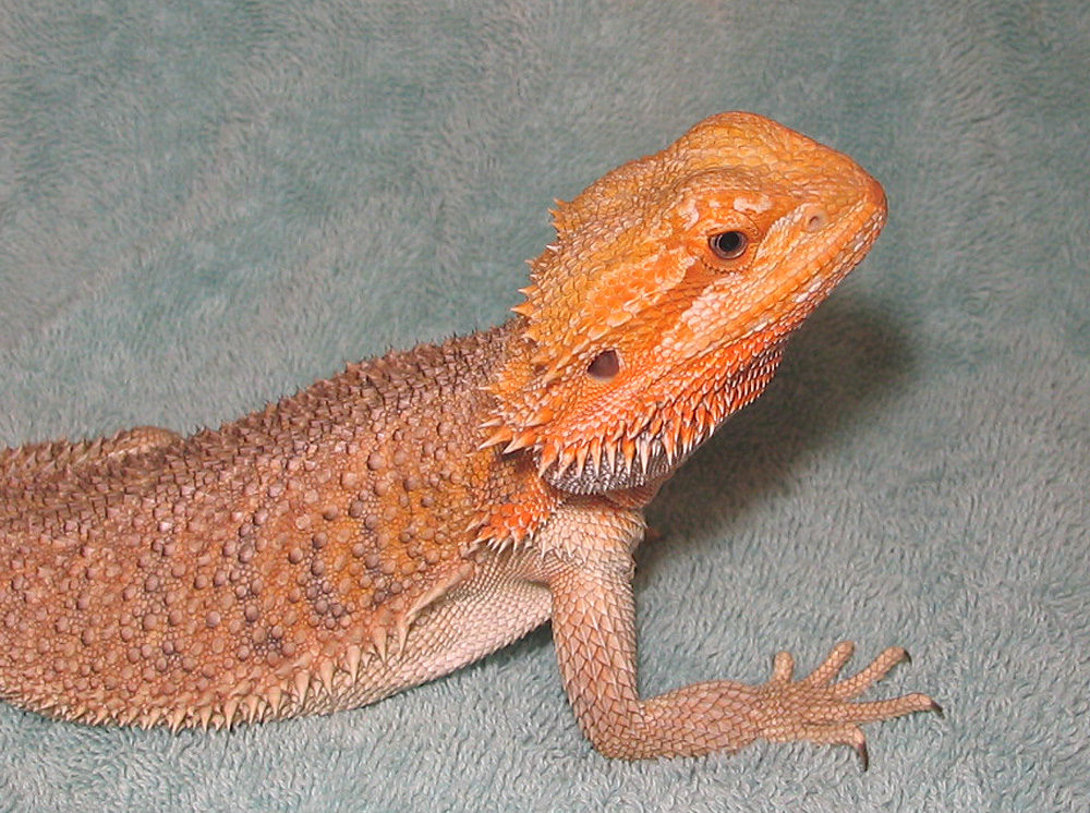 R BEARDED DRAGONS LAIR AKEMI
