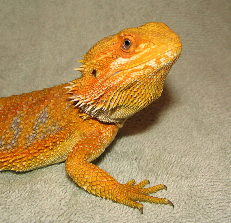 R BEARDED DRAGONS LAIR  NEPHI
