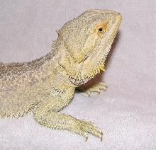 R BEARDED DRAGONS LAIR-ORION