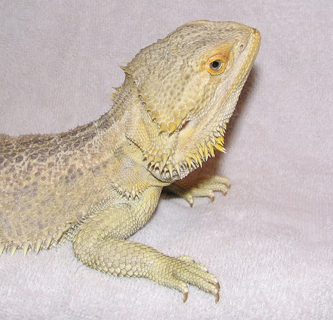 R BEARDED DRAGONS LAIR-ORION