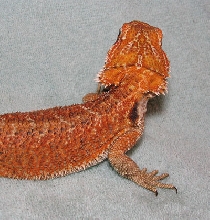 R BEARDED DRAGONS LAIR