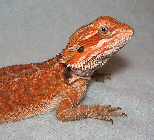 R BEARDED DRAGONS LAIR