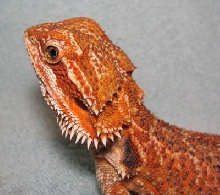 R BEARDED DRAGONS LAIR