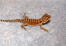R BEARDED DRAGONS LAIR
