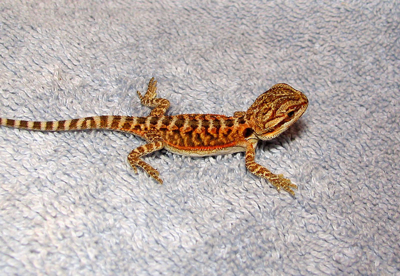 R BEARDED DRAGONS LAIR