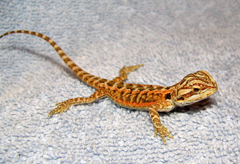 R BEARDED DRAGONS LAIR