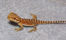 R BEARDED DRAGONS LAIR