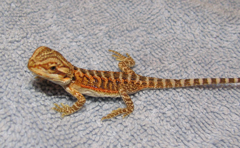 R BEARDED DRAGONS LAIR