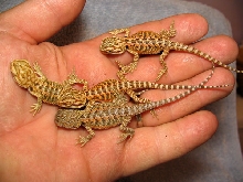 R BEARDED DRAGONS LAIR