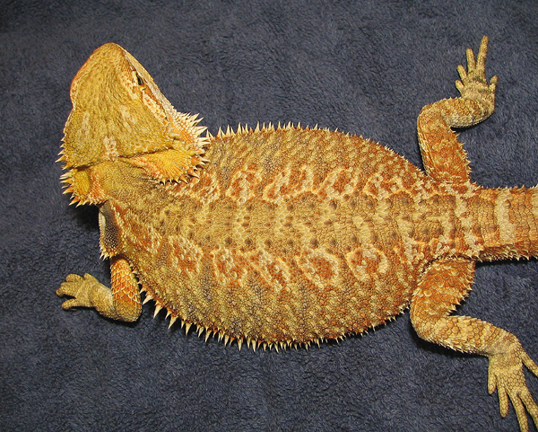 R BEARDED DRAGONS LAIR LIZZY