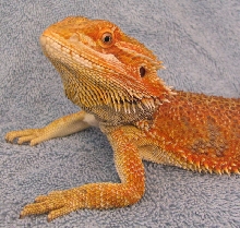 R BEARDED DRAGONS LAIR DEACON