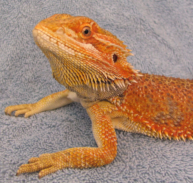 R BEARDED DRAGONS LAIR DEACON