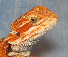 R BEARDED DRAGONS LAIR