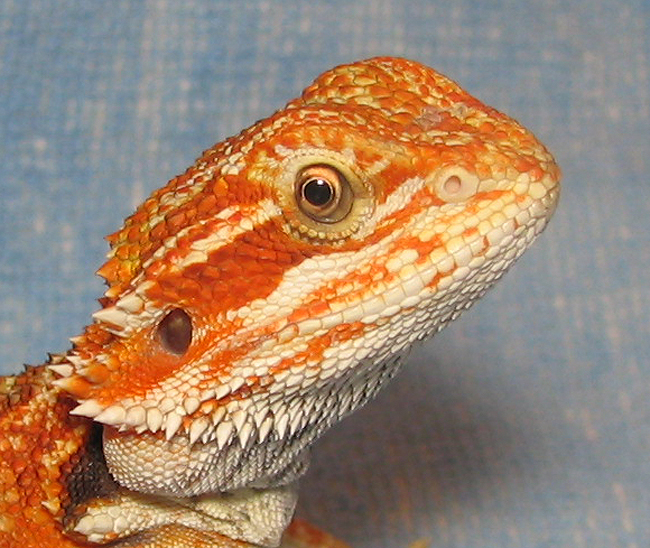 R BEARDED DRAGONS LAIR