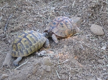 greek male and female