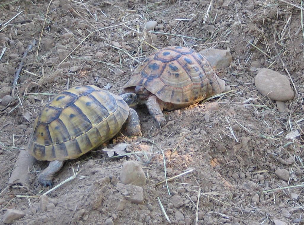 greek male and female
