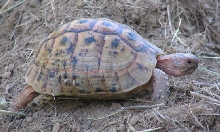 peach colored Greek Tortoise
