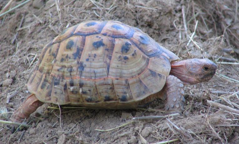 peach colored Greek Tortoise