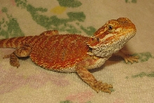 R BEARDED DRAGONS LAIR