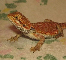 R BEARDED DRAGONS LAIR