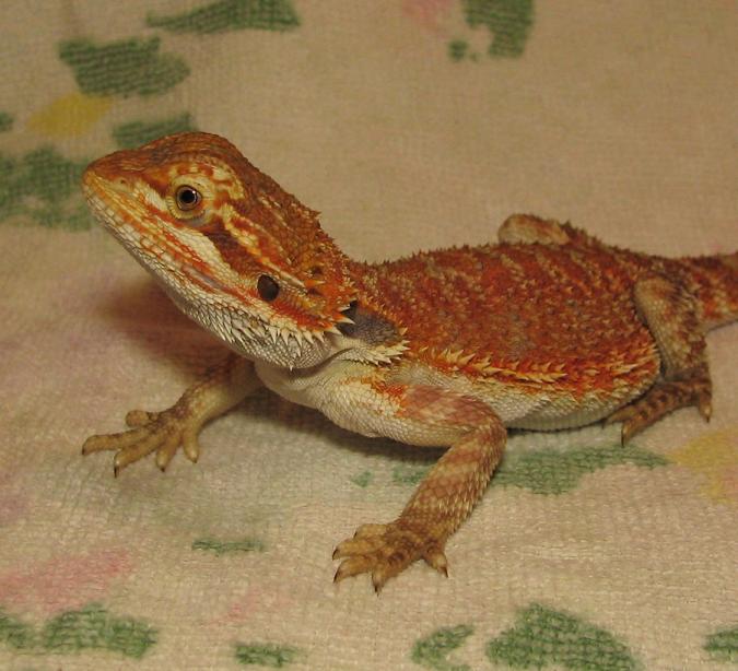 R BEARDED DRAGONS LAIR
