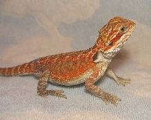 R BEARDED DRAGONS LAIR